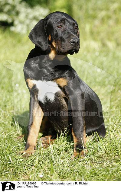 junger Tosa Inu / young Tosa Inu / RR-25999