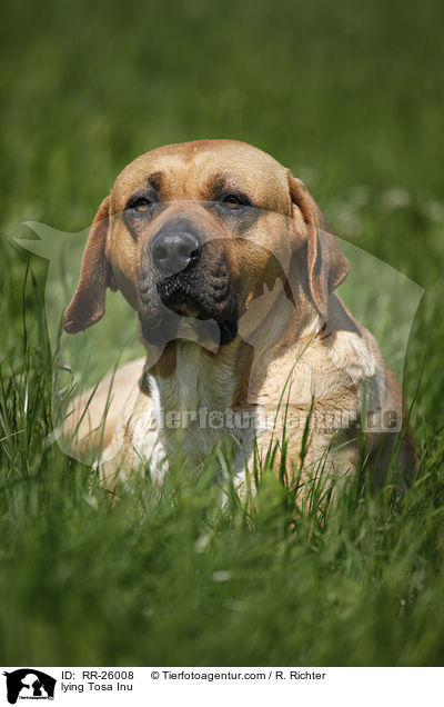 liegender Tosa Inu / lying Tosa Inu / RR-26008