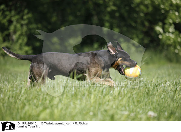 rennender Tosa Inu / running Tosa Inu / RR-26016