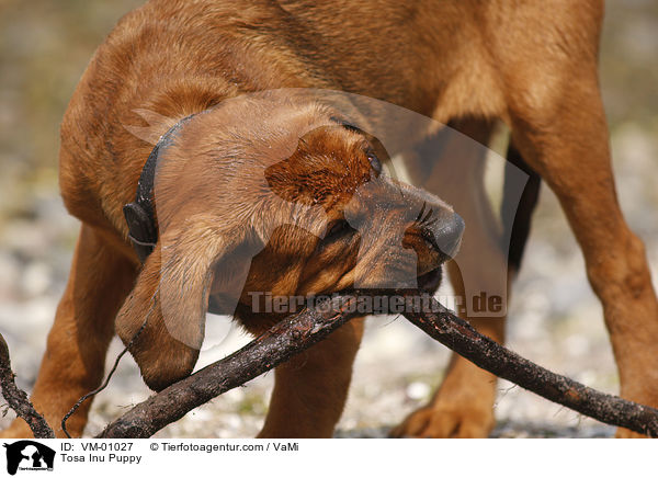Tosa Inu Welpe / Tosa Inu Puppy / VM-01027