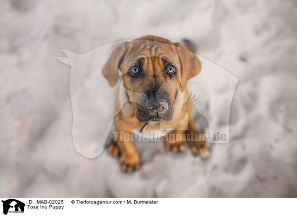 Tosa Inu Welpe / Tosa Inu Puppy / MAB-02025