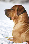 Tosa Inu lying in snow