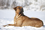 Tosa Inu lying in snow