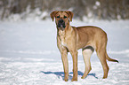 Tosa Inu in snow