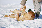 Tosa Inu lying in snow