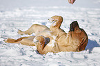 Tosa Inu lying in snow