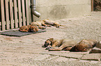 sleeping Tosa Inu puppies