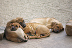 sleeping Tosa Inu puppies