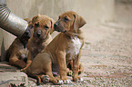 sleeping Tosa Inu puppies