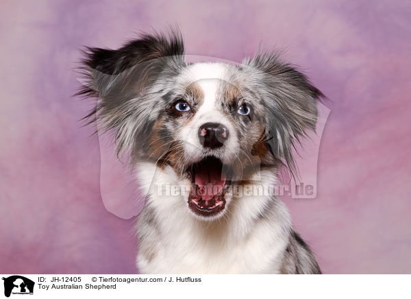 Toy Australian Shepherd / JH-12405