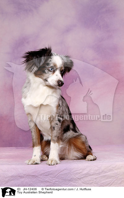 Toy Australian Shepherd / JH-12406