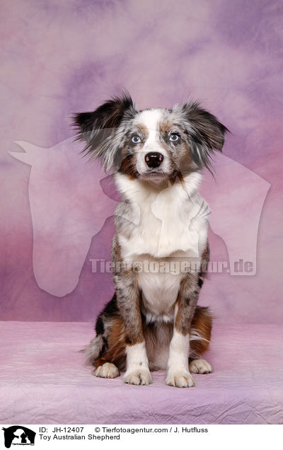 Toy Australian Shepherd / Toy Australian Shepherd / JH-12407