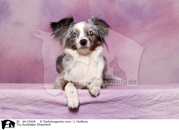 Toy Australian Shepherd / Toy Australian Shepherd / JH-12408