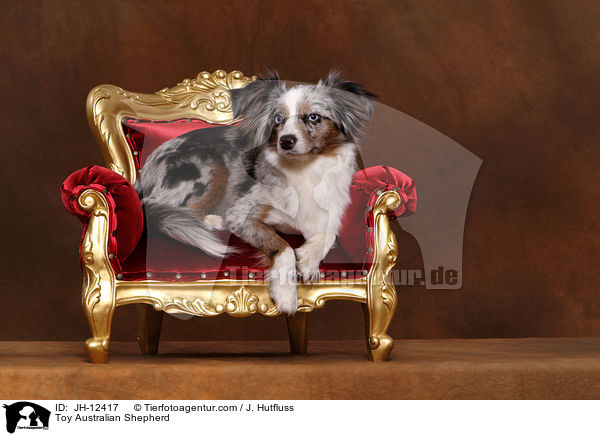 Toy Australian Shepherd / Toy Australian Shepherd / JH-12417