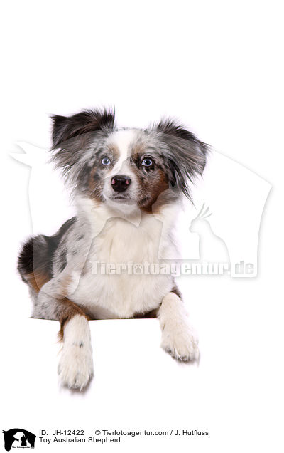 Toy Australian Shepherd / Toy Australian Shepherd / JH-12422