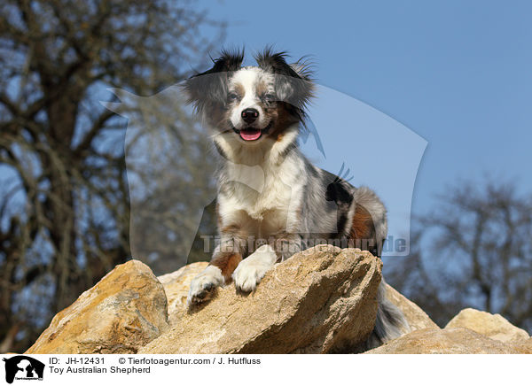 Toy Australian Shepherd / Toy Australian Shepherd / JH-12431