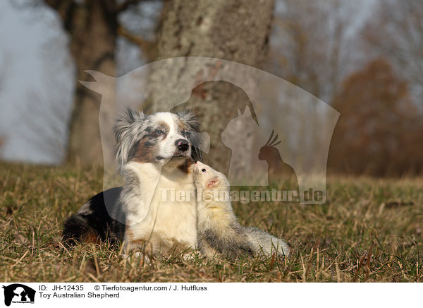 Toy Australian Shepherd / Toy Australian Shepherd / JH-12435