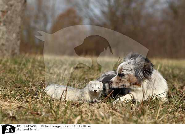 Hund und Frettchen / dog and ferret / JH-12436