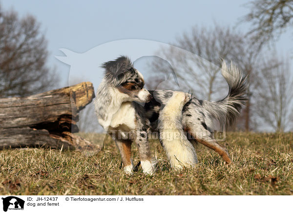 dog and ferret / JH-12437