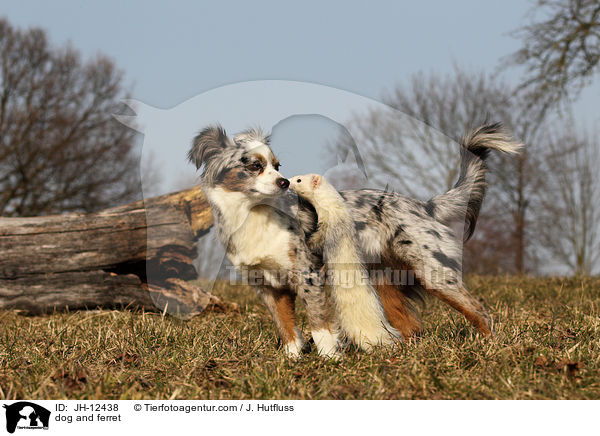 dog and ferret / JH-12438