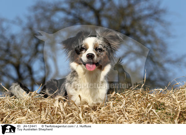 Toy Australian Shepherd / Toy Australian Shepherd / JH-12441