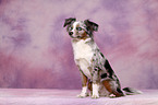 Toy Australian Shepherd