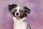 Toy Australian Shepherd