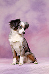 Toy Australian Shepherd