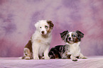 Toy Australian Shepherd