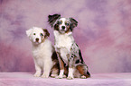 Toy Australian Shepherd