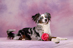 Toy Australian Shepherd