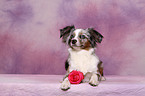 Toy Australian Shepherd