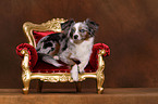 Toy Australian Shepherd