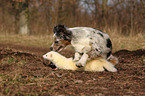 dog and ferret