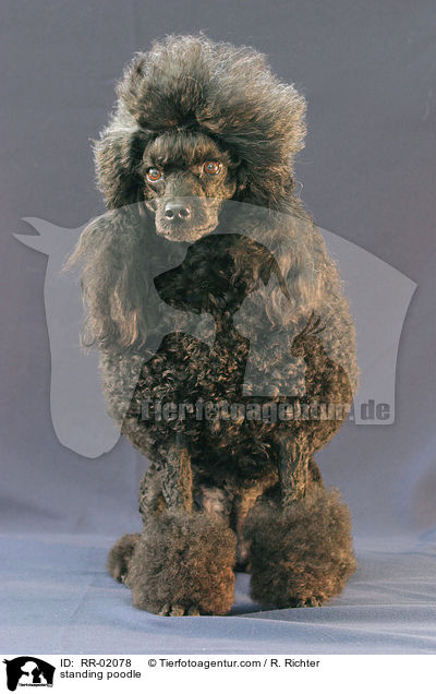 stehender Pudel / standing poodle / RR-02078