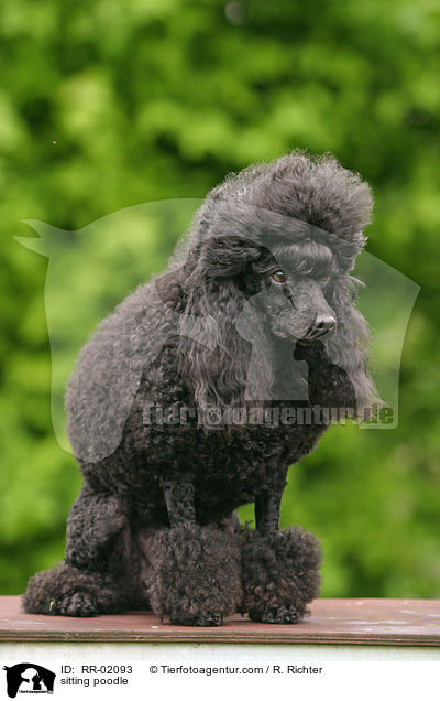 sitzender Pudel / sitting poodle / RR-02093