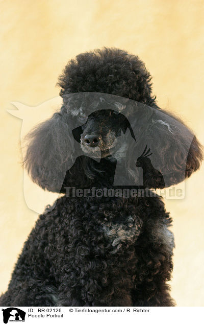 Poodle Portrait / RR-02126