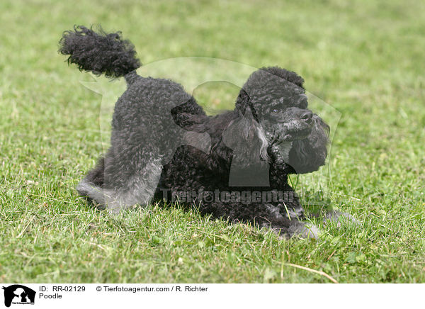 Pudel / Poodle / RR-02129