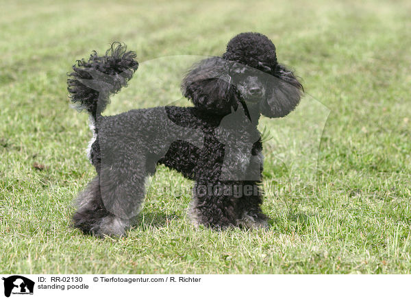 standing poodle / RR-02130