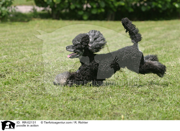 poodle in action / RR-02131