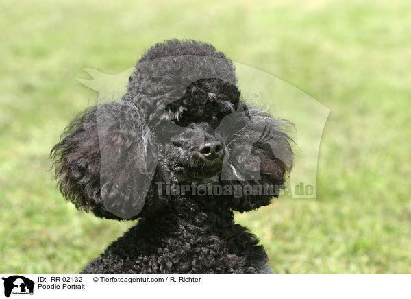 Pudel / Poodle Portrait / RR-02132