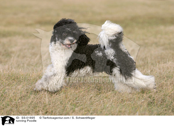 rennender Harlekin Pudel / running Poodle / SS-01895