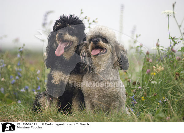 Miniature Poodles / TM-02011