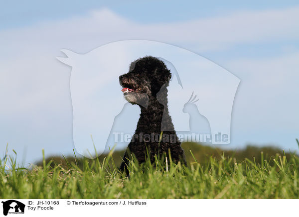 Toy Poodle / JH-10168
