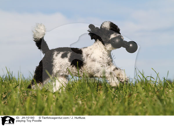 spielender Toypudel / playing Toy Poodle / JH-10180