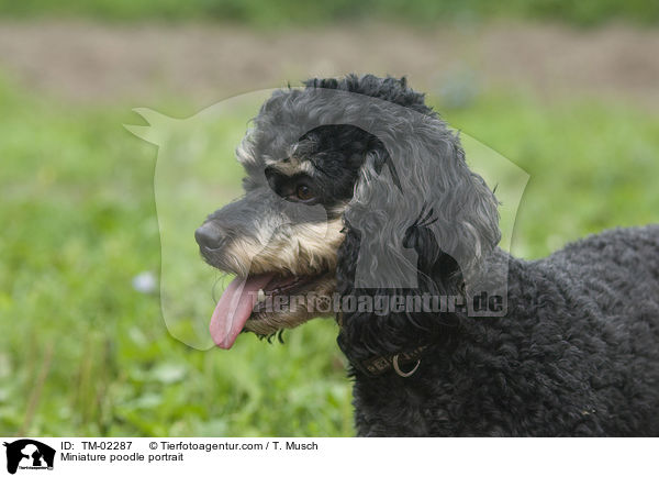 Miniature poodle portrait / TM-02287