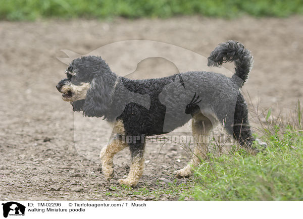 walking Miniature poodle / TM-02296