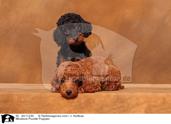 Miniature Poodle Puppies / JH-11230