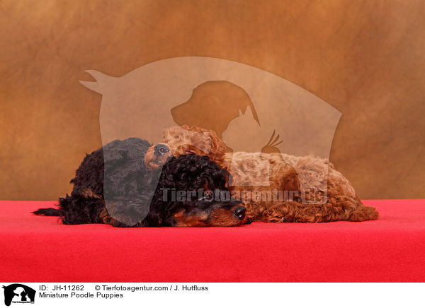 Zwergpudel Welpen / Miniature Poodle Puppies / JH-11262
