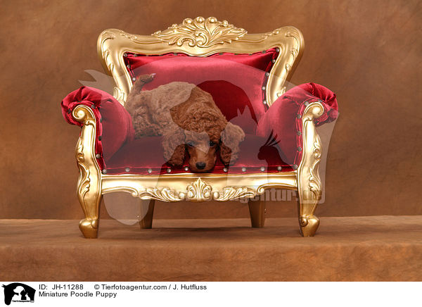 Zwergpudel Welpe / Miniature Poodle Puppy / JH-11288
